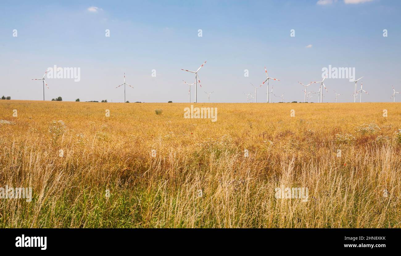Parque eólico visto a través de un campo de cereales, cerca de Billberge, Sajonia-Anhalt, Alemania, Europa Foto de stock
