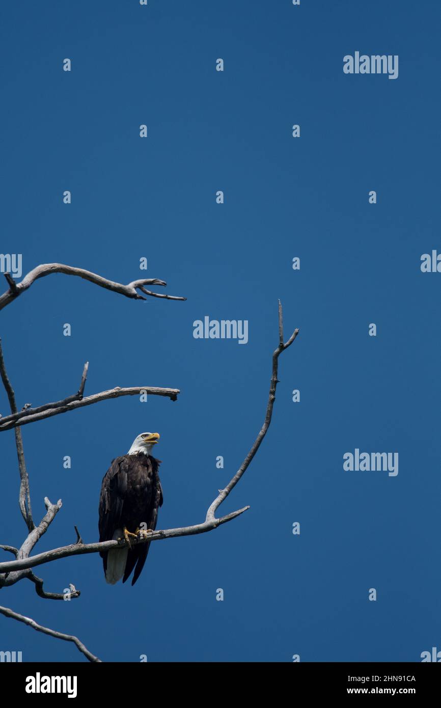 Águila calva encaramada en ramas de árboles con vistas al Refugio Nacional de Vida Silvestre Montezuma Foto de stock