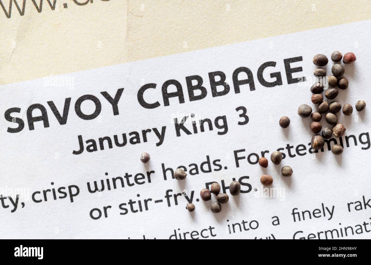 Enero Rey Savoy semillas de col. Foto de stock