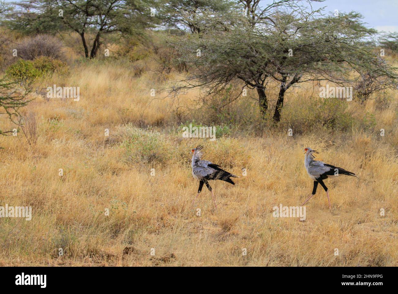 Dos aves secretarianas o aves secretarianas 'Sagitario serpentario' caminan  a través de la sabana con hierba larga soplando en viento. Reserva Nacional  de Samburu, Kenia Fotografía de stock - Alamy