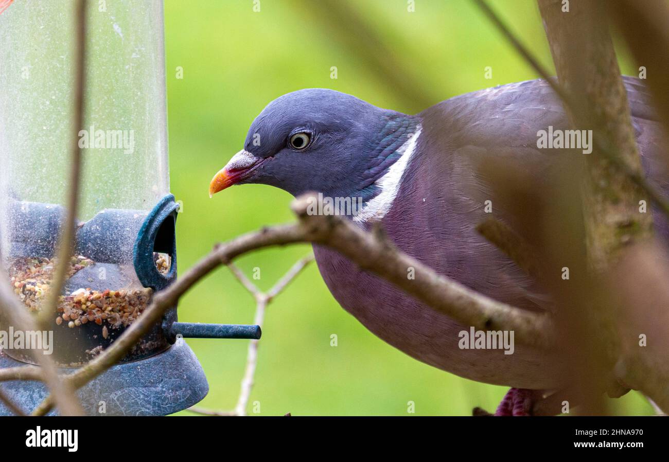 Paloma de madera británica en el alimentador de pájaros Foto de stock