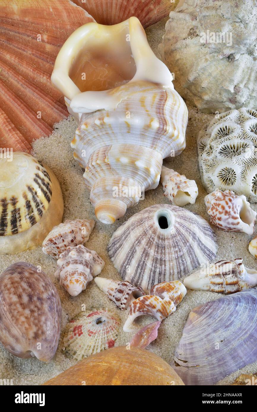 Colorida colección mixta de conchas marinas en la playa de arena. Conchas de caracol, limpets de llavero, moluscos, coral pedregoso. Primeros planos de la fotografía macro. Foto de stock