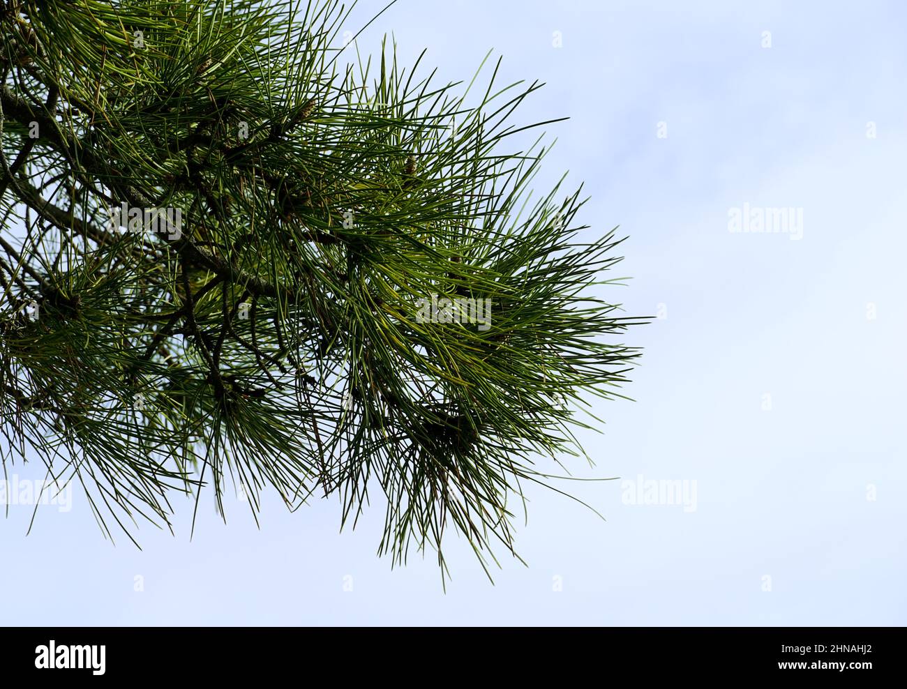 Agujas de color verde puntiagudo de la rama mediterránea de madera de pino sobre el fondo del cielo Foto de stock