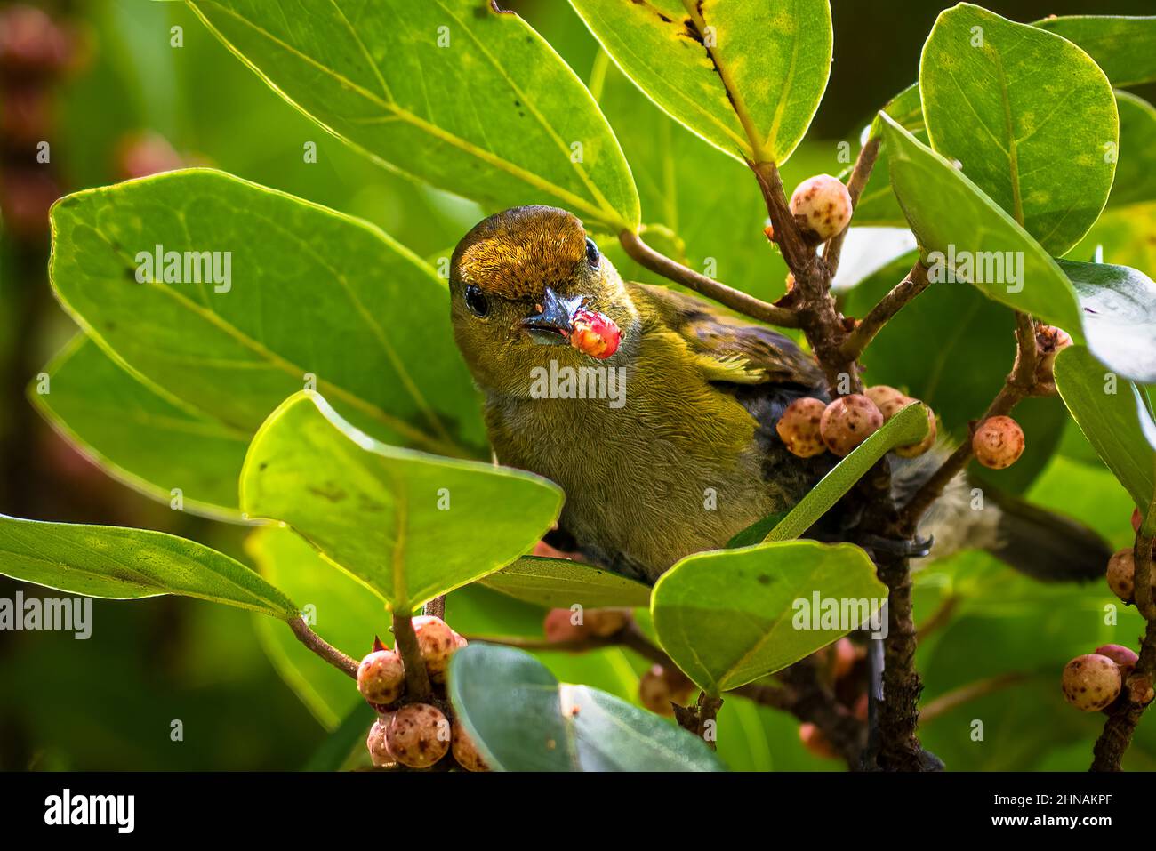 Aves tropicales pequeñas alimentando de una higuera estranguladora Foto de stock