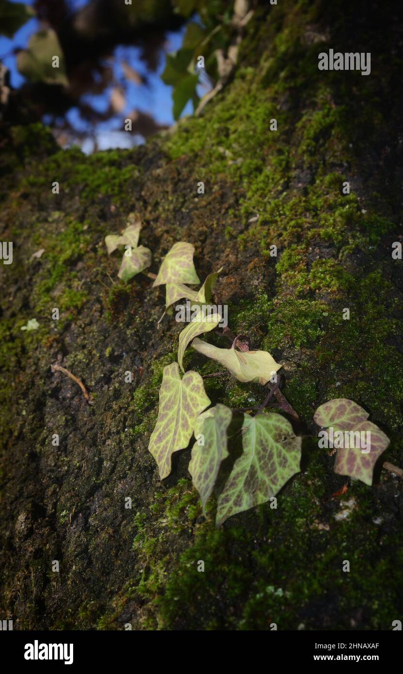Primer plano de Ivy Creciendo en el tronco del árbol Foto de stock