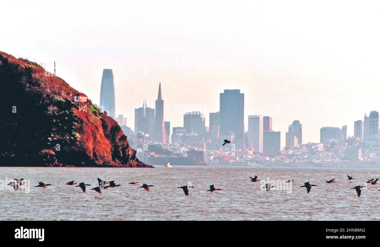 angel isla vista de commorants y aves migratorias en la bahía de san francisco california usa Foto de stock
