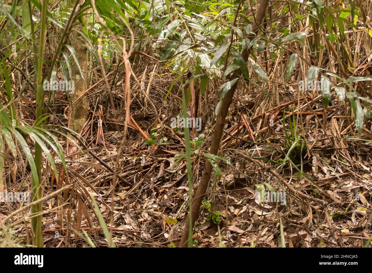 Selva tropical subtropical de tierras bajas. Sotobosque y masa enredada de frondas y ramas en el suelo del bosque después de la lluvia del verano, Queensland, Australia. Foto de stock
