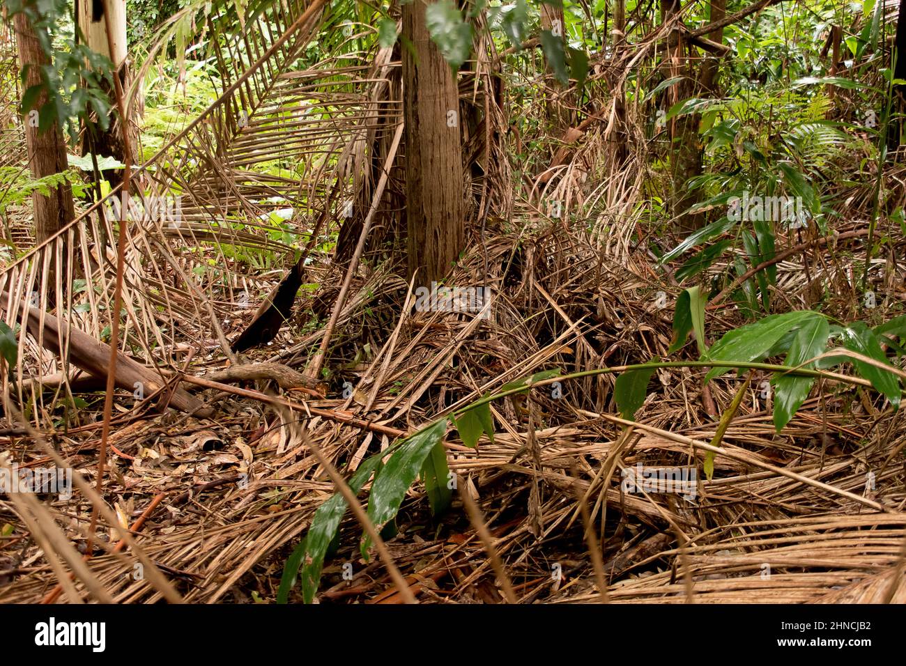Selva tropical subtropical de tierras bajas. Piso bajo y bosque con frondas caidas después de la lluvia del verano. Tamborine Mountain, Queensland, Australia Foto de stock