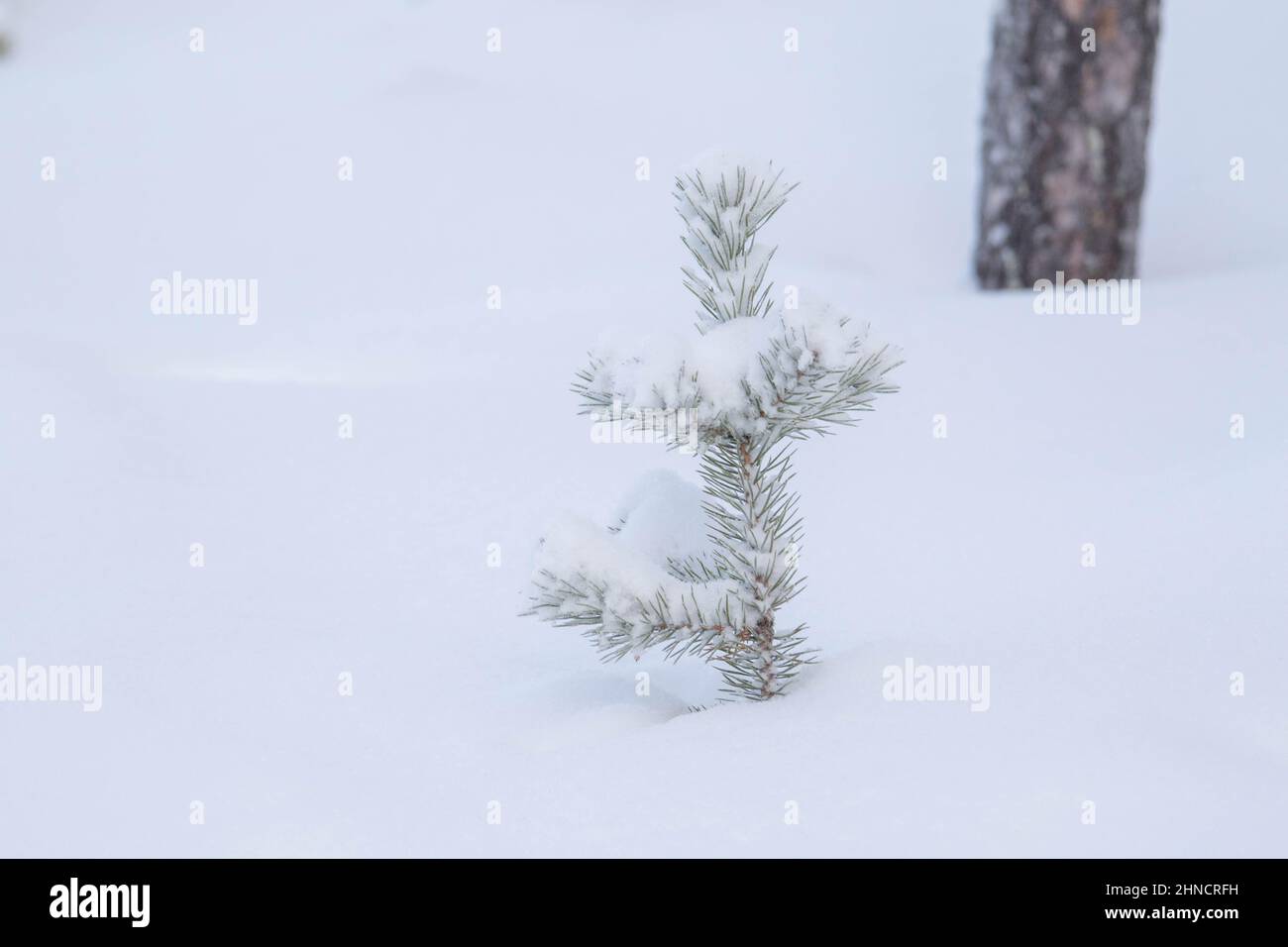 Nuevos pinos cubiertos de nieve. Foto de stock