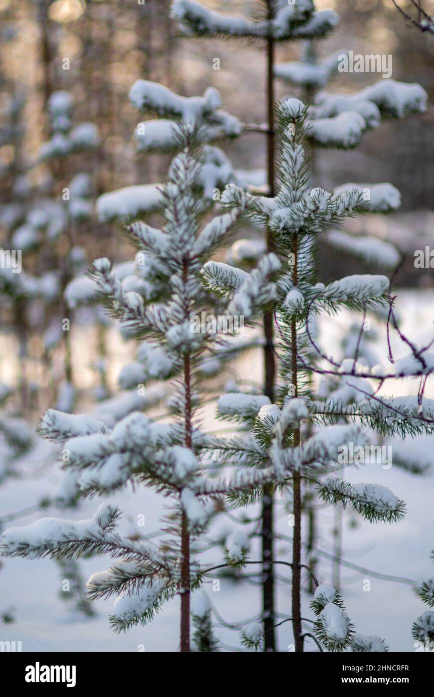 Los pinos cubiertos de nieve Foto de stock