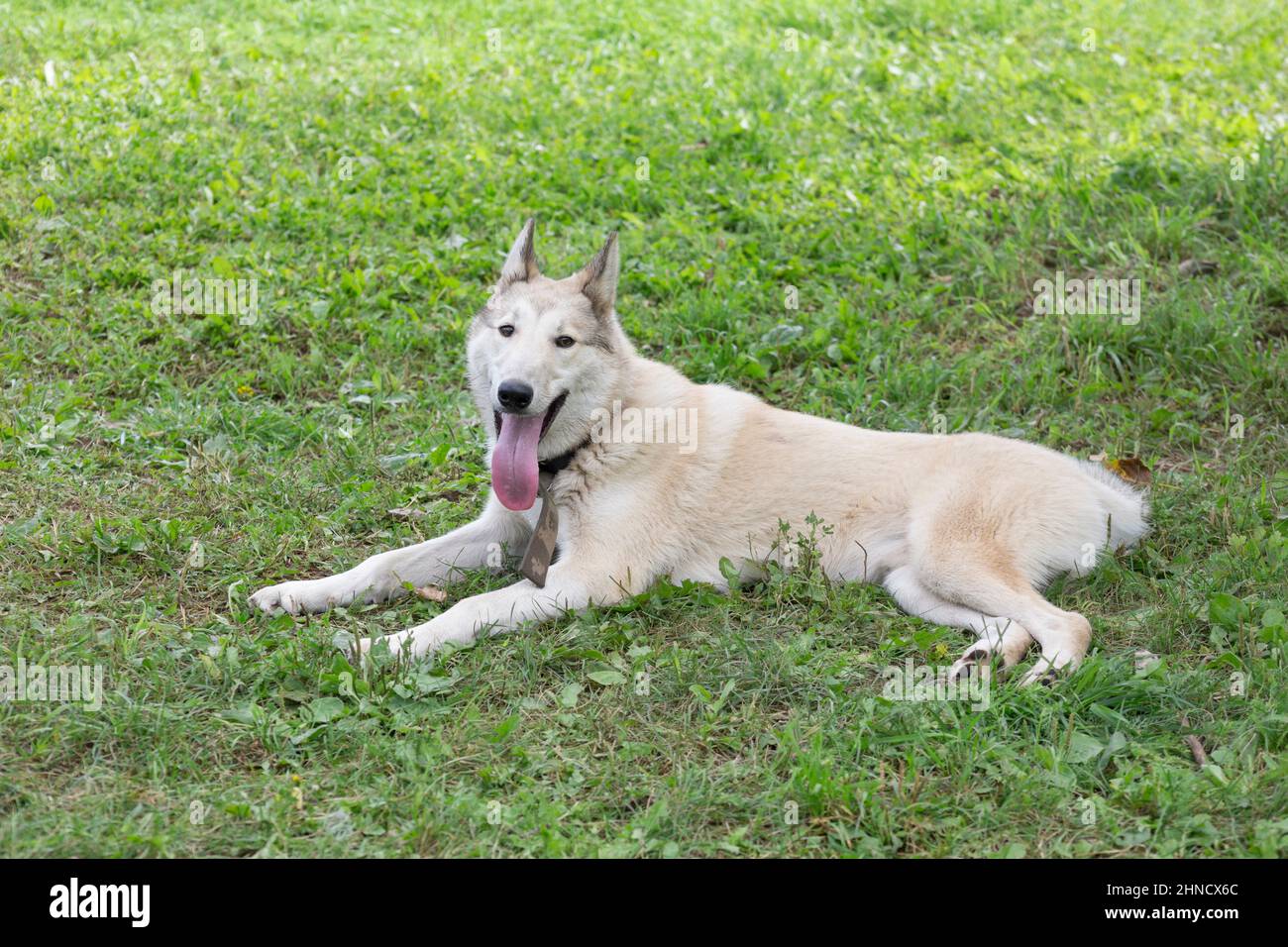 Laika fotografías e imágenes de alta resolución - Página 10 - Alamy