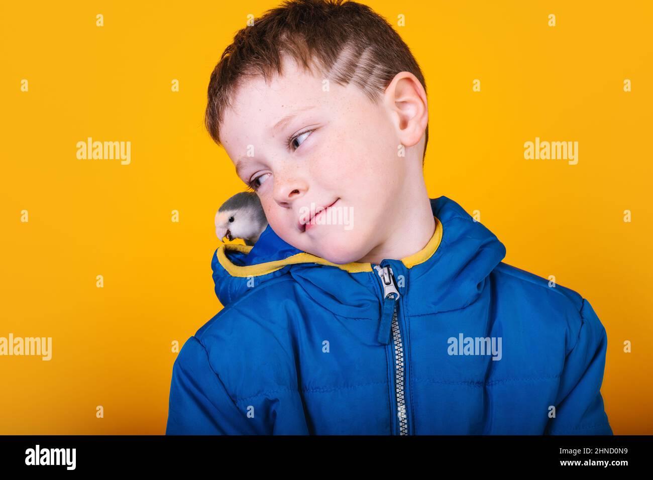 Adorable chico con pelo corto mirando a un pájaro lovebird en la capucha de  chubasquero azul mientras se encuentra sobre fondo amarillo Fotografía de  stock - Alamy