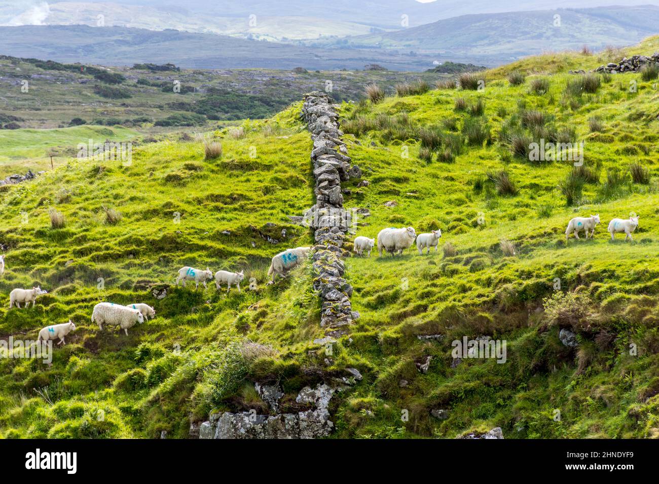 Ovejas y corderos pasan a través de un hueco en una pared cerca de Ardara, Condado de Donegal, Irlanda. Foto de stock
