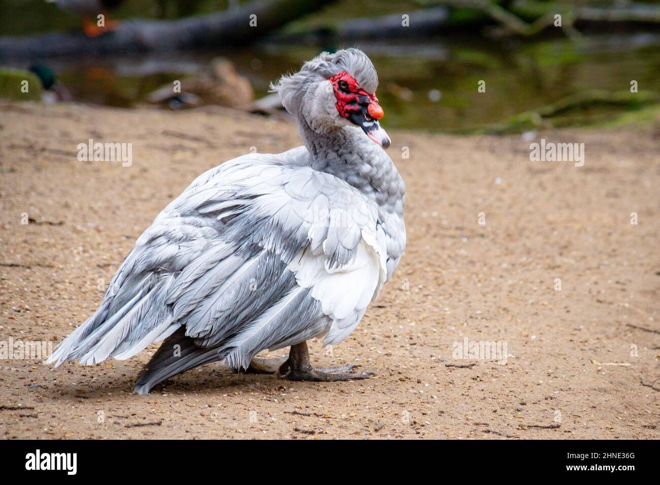 Fotografía de un pato en una granja alemana con buen tiempo. Foto de stock