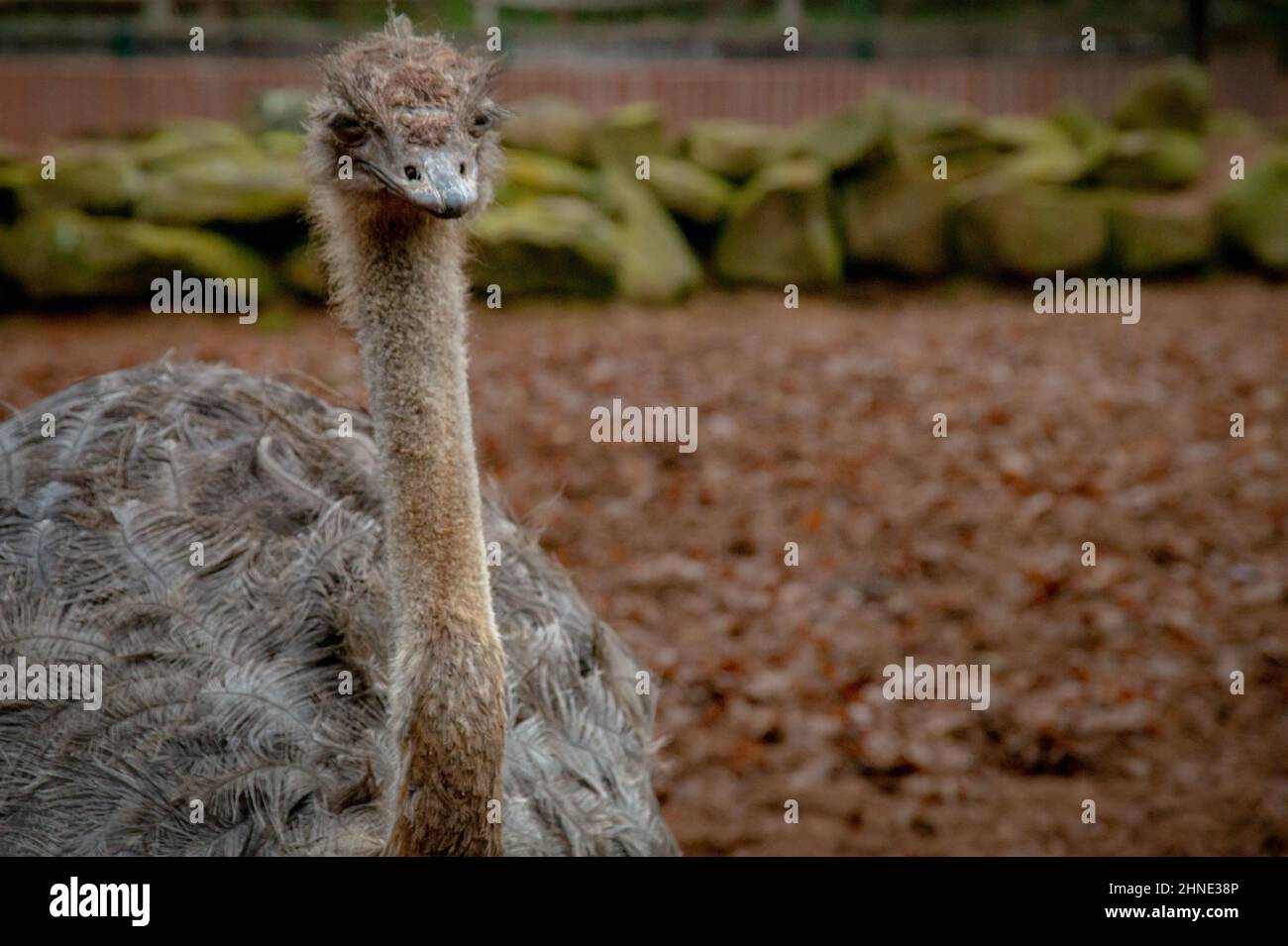 Un avestruz orgulloso en una granja de avestruz en Renania-Palatinado, Alemania en buen tiempo Foto de stock