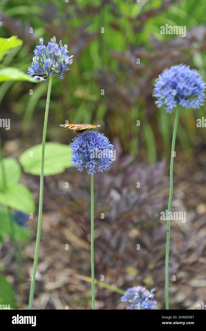 Un pequeño tortoiseshell (Aglais urticae) en un ajo florecido de flor azul (Allium caeruleum) en un jardín en junio Foto de stock
