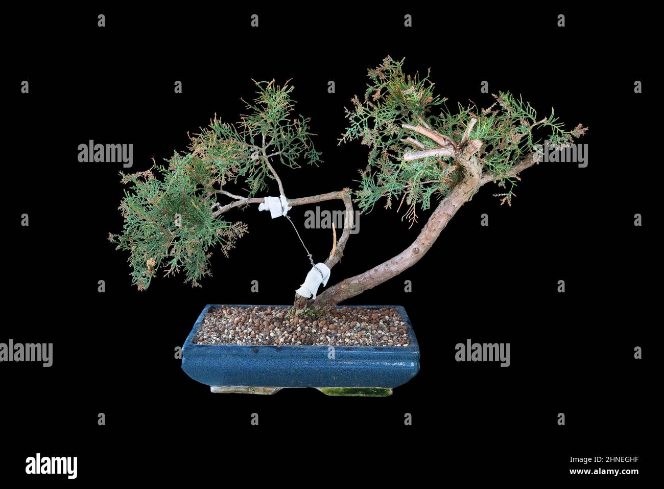 Juniperus chinensis bonsai sobre fondo oscuro, el hermoso enebro chino, una de las coníferas más utilizadas para este tipo de arte Foto de stock