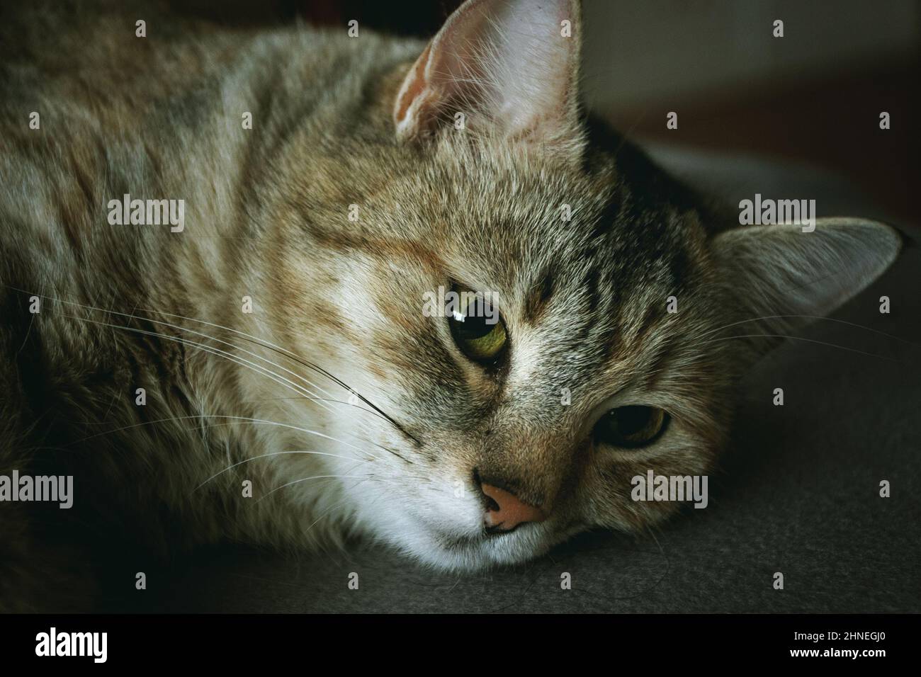 retrato de un hermoso gato, híbrido con Felis silvestris Foto de stock