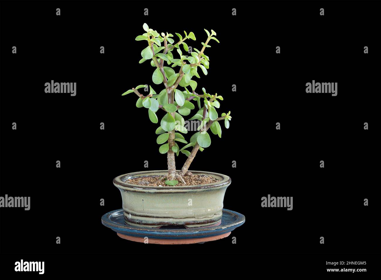 Portulacaria afra Bonsai joven aislado sobre fondo oscuro, pequeño árbol plantado en una olla china cerámica Foto de stock