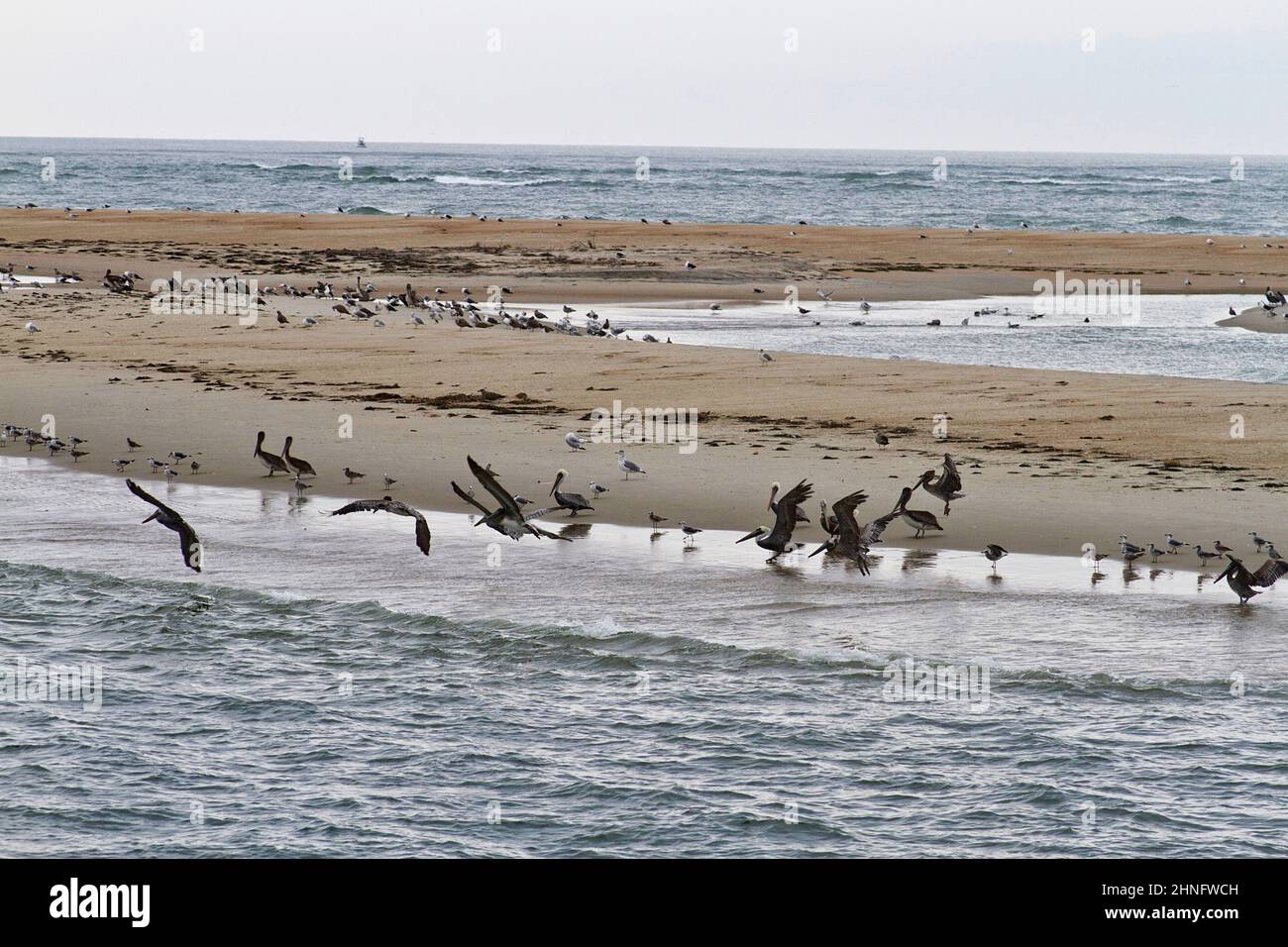 Las aves marinas silvestres se congregan en barras de arena en Pamlico Sound, en los Bancos Exteriores de Carolina del Norte, Estados Unidos Foto de stock