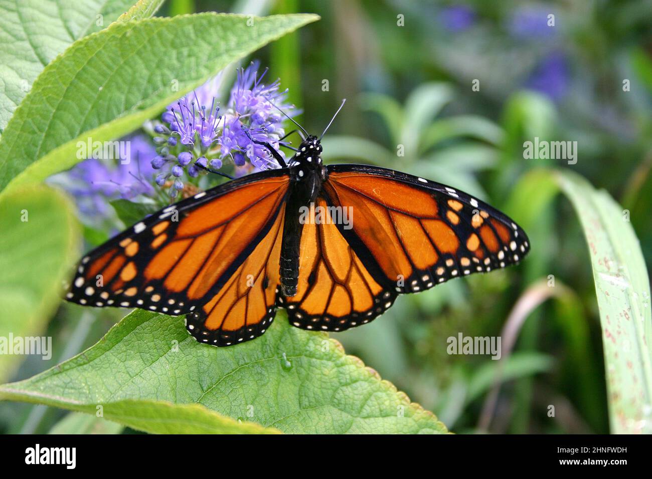 Primer plano de una mariposa monarca naranja, blanca y negra magníficamente hermosa bebiendo néctar de una flor púrpura Foto de stock