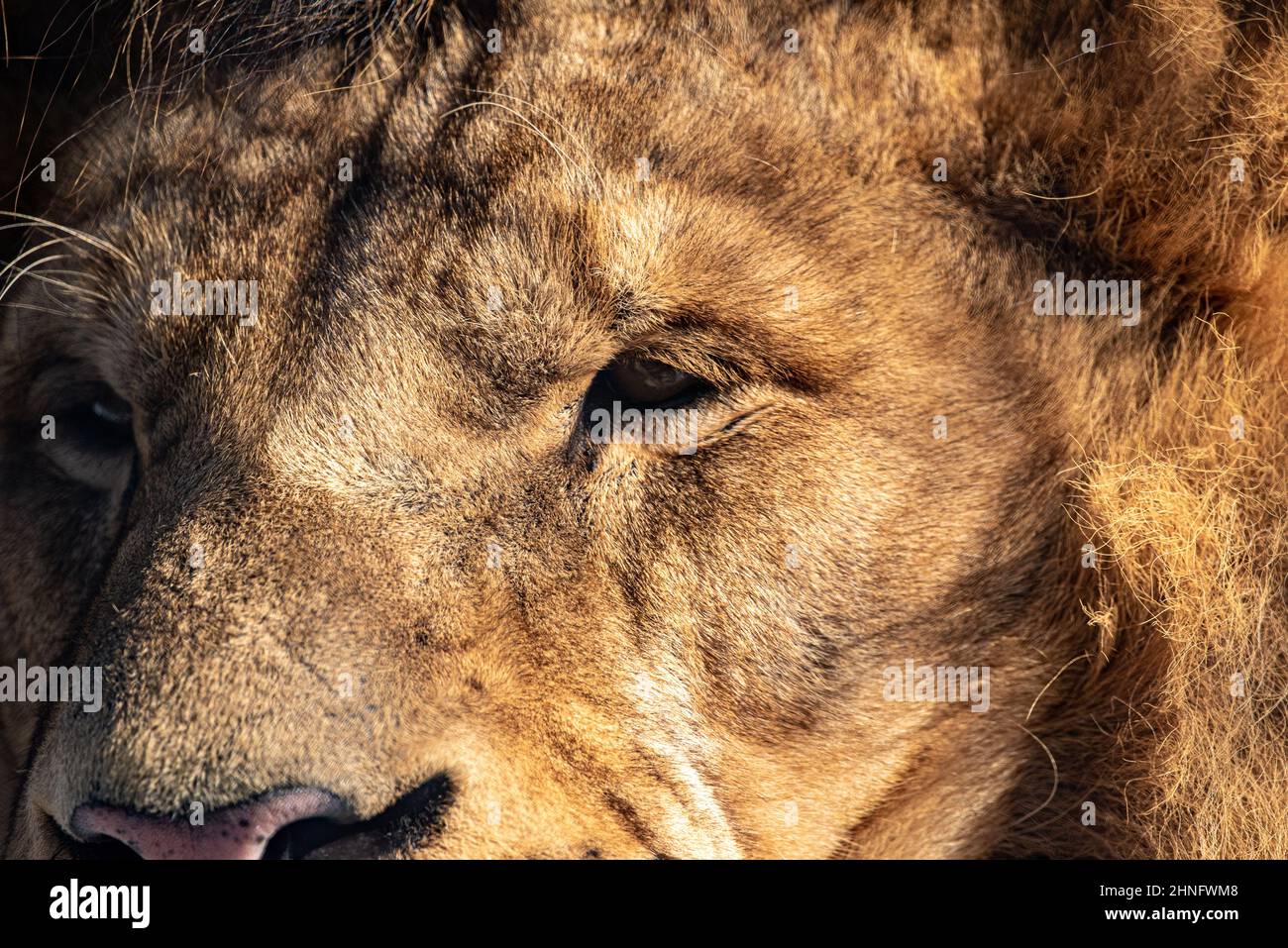 Cierre de la cabeza de un león Foto de stock