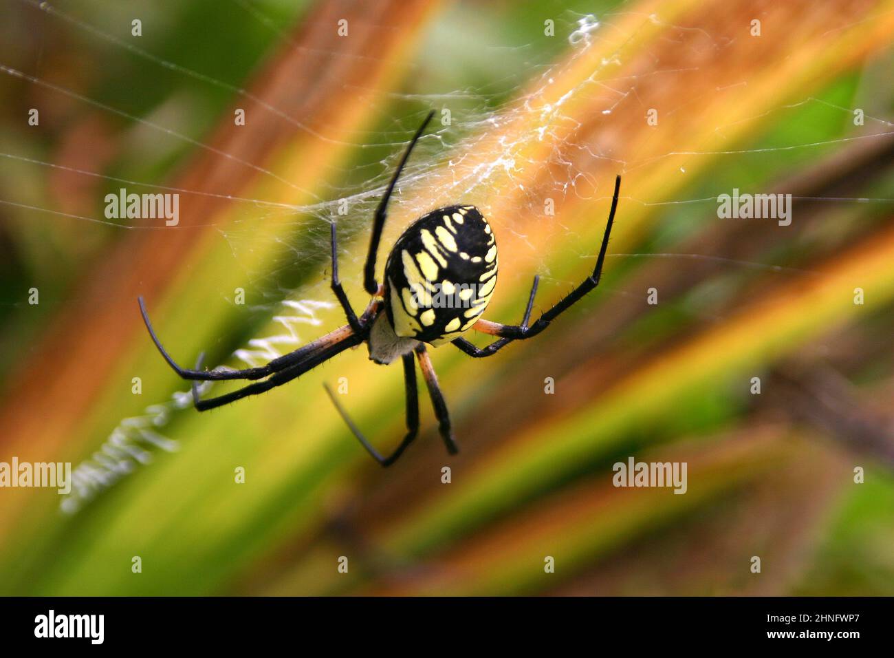Primer plano de una araña orbe dorada con una marcada y brillante trama de una red mortal dentro de una densa filiedad Foto de stock