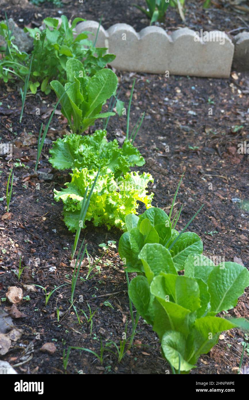 Diferentes lechugas creciendo junto a las cebollas en un jardín de compañeros floreciente Foto de stock
