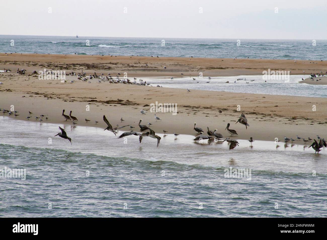 Una mezcla salvaje de aves marinas se congrega y se alimenta en barras de arena en las aguas de los Bancos Exteriores de Carolina del Norte, EE.UU Foto de stock
