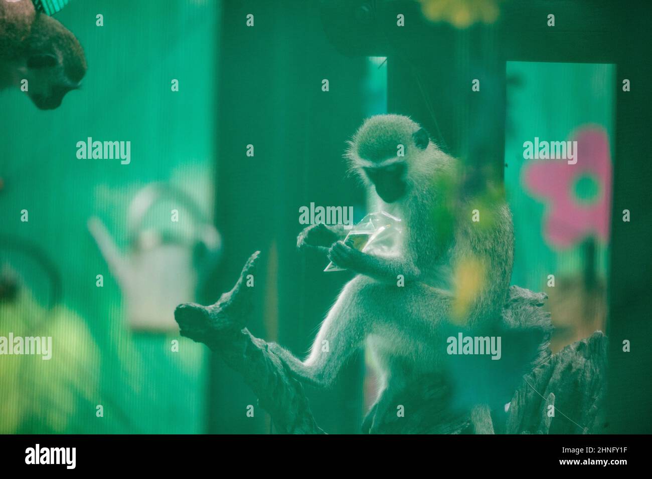 Un mono descarado examina su sarga robada tras haber evadido medidas de seguridad diseñadas para mantenerlo fuera. Su amigo está mirando. Foto de stock