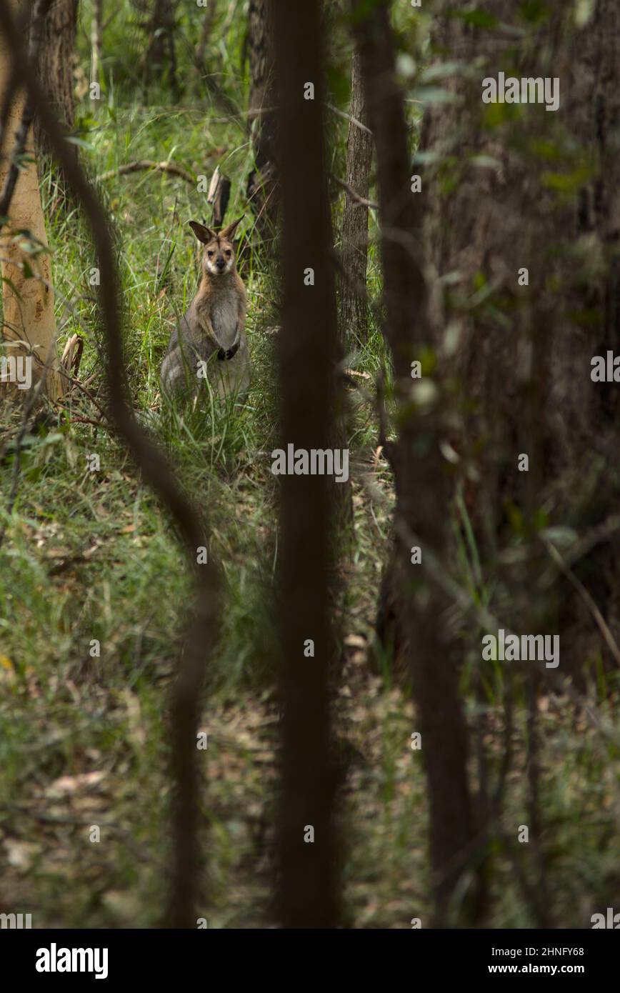 Wallaby Kangaroo en el bosque australiano Foto de stock