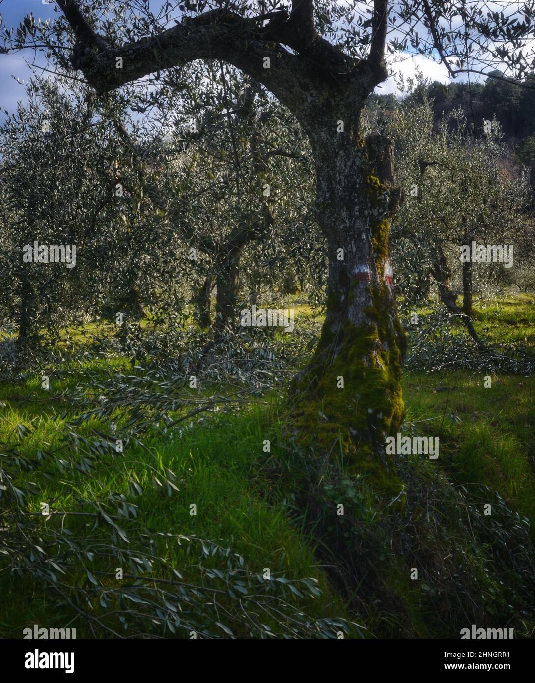 olivos recién podados en un soleado dat de invierno Foto de stock