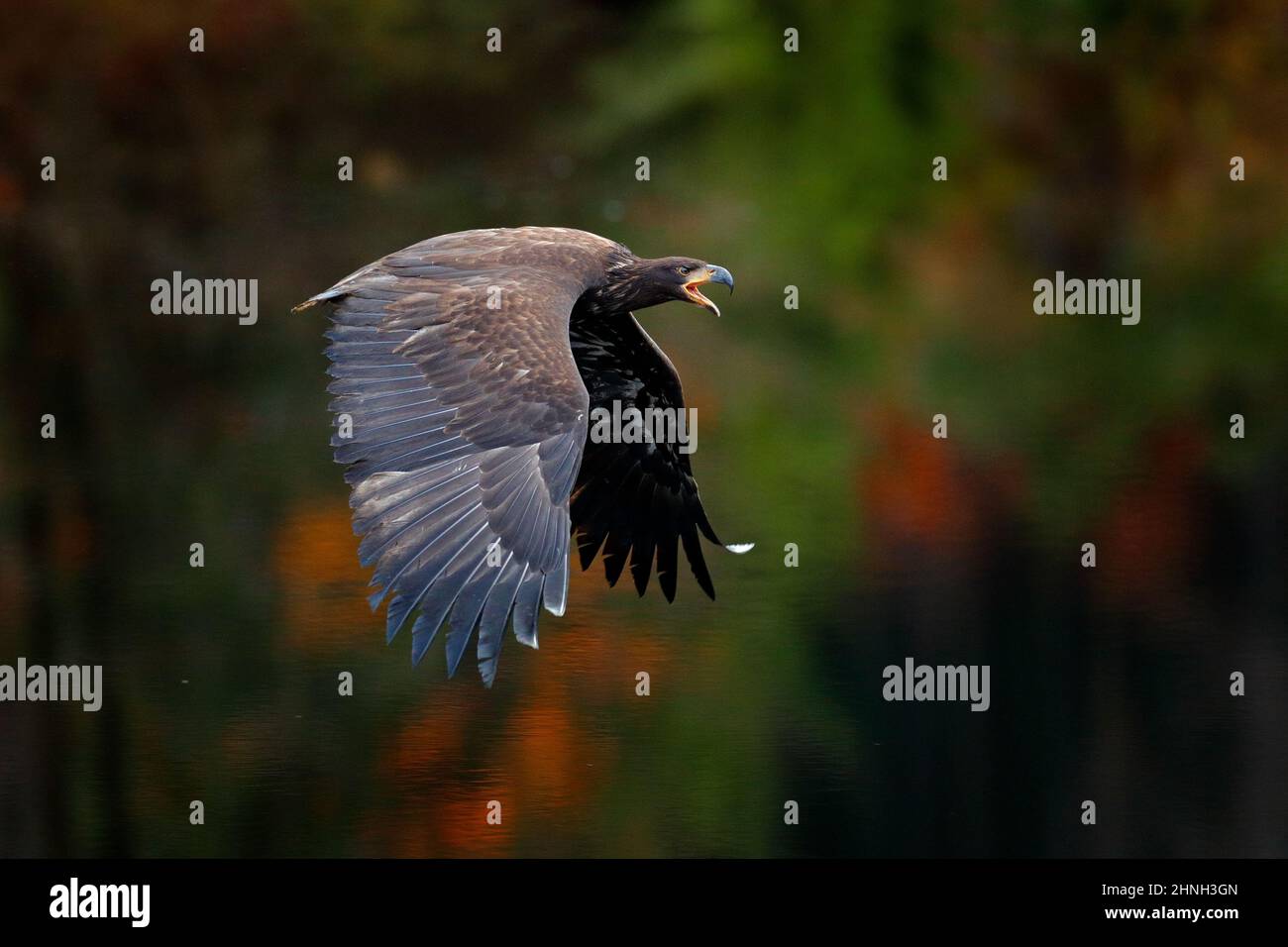 Águila sobre el lago del bosque. Pájaro de presa volador, Águila de cola  blanca, Haliaeeeet albicilla, con cielo azul y nubes blancas en el fondo.  Escena de vida salvaje w Fotografía de