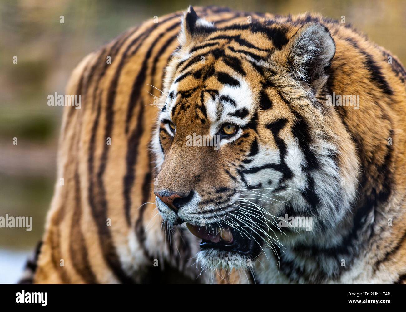 Amur Tiger en el parque de vida salvaje South Yorkshire Foto de stock