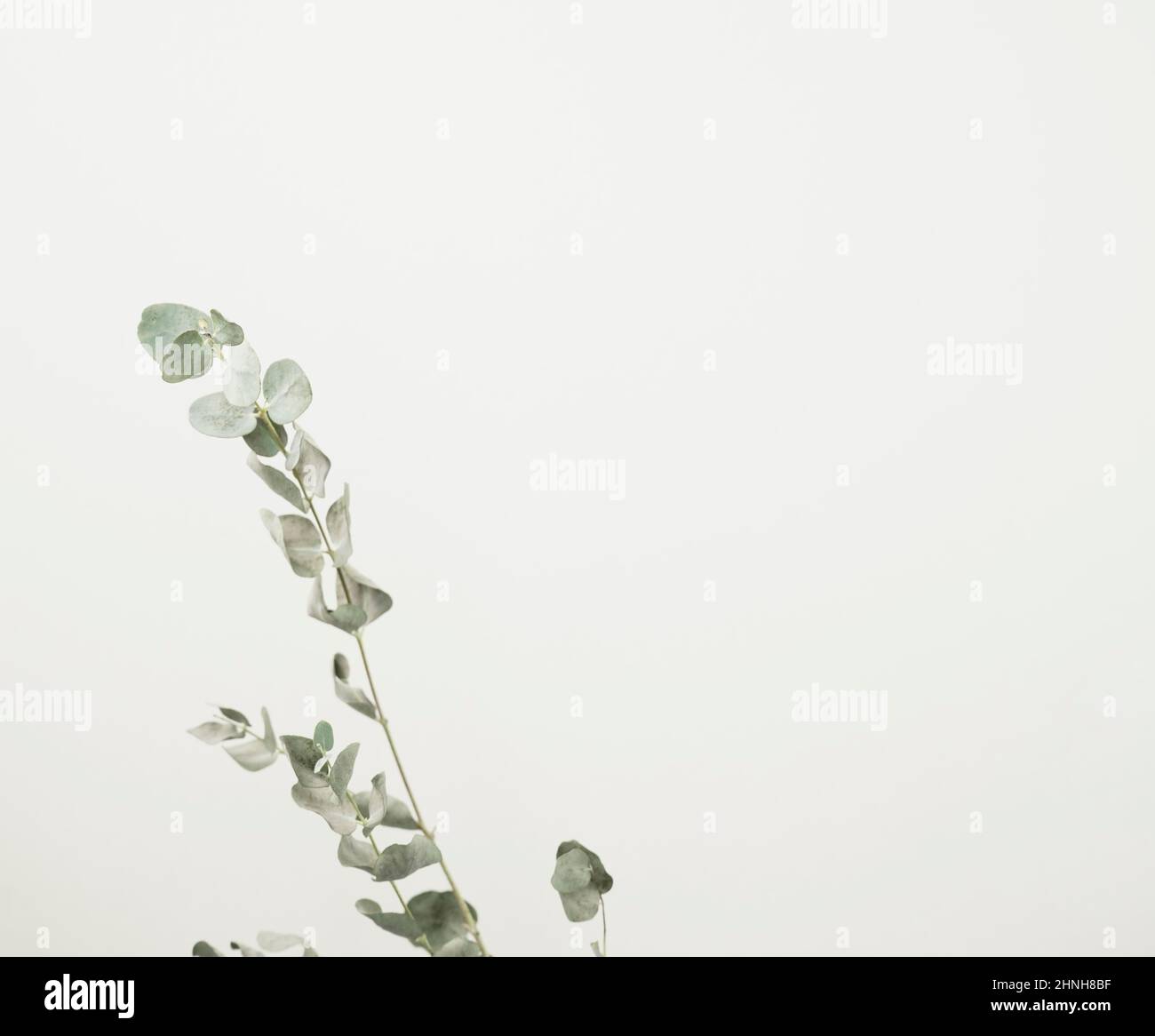 Hojas de eucalipto seco tallo botánico floral follaje arte fondo con
