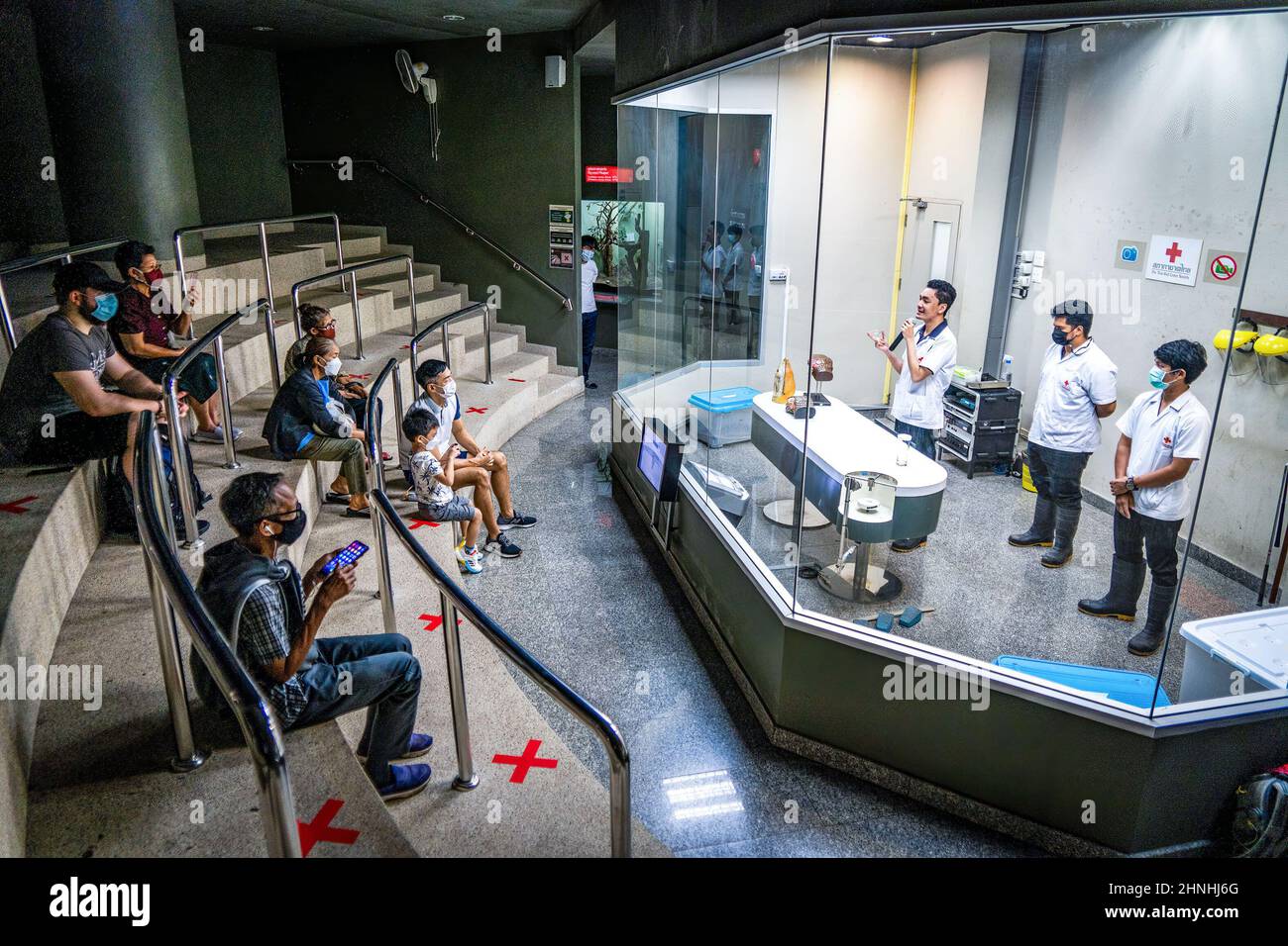 El personal de la Cruz Roja Tailandesa extrae veneno de serpiente frente a una audiencia en vivo en el Queen Saovbha Memorial Institute en Bangkok. El veneno de serpiente se recolecta en el Queen Saovbha Memorial Institute, un centro de investigación asociado con la Sociedad de la Cruz Roja Tailandesa. Desde 1923, el establishmentóalso conocido como la serpiente de Bangkok Farmóhas crió serpientes venenosas para la extracción de veneno y la producción de antivenom para Tailandia y las regiones circundantes donde las serpientes venenosas son endémicas. El instituto también sirve como museo para informar al público en general sobre las serpientes en Tailandia. Foto de stock