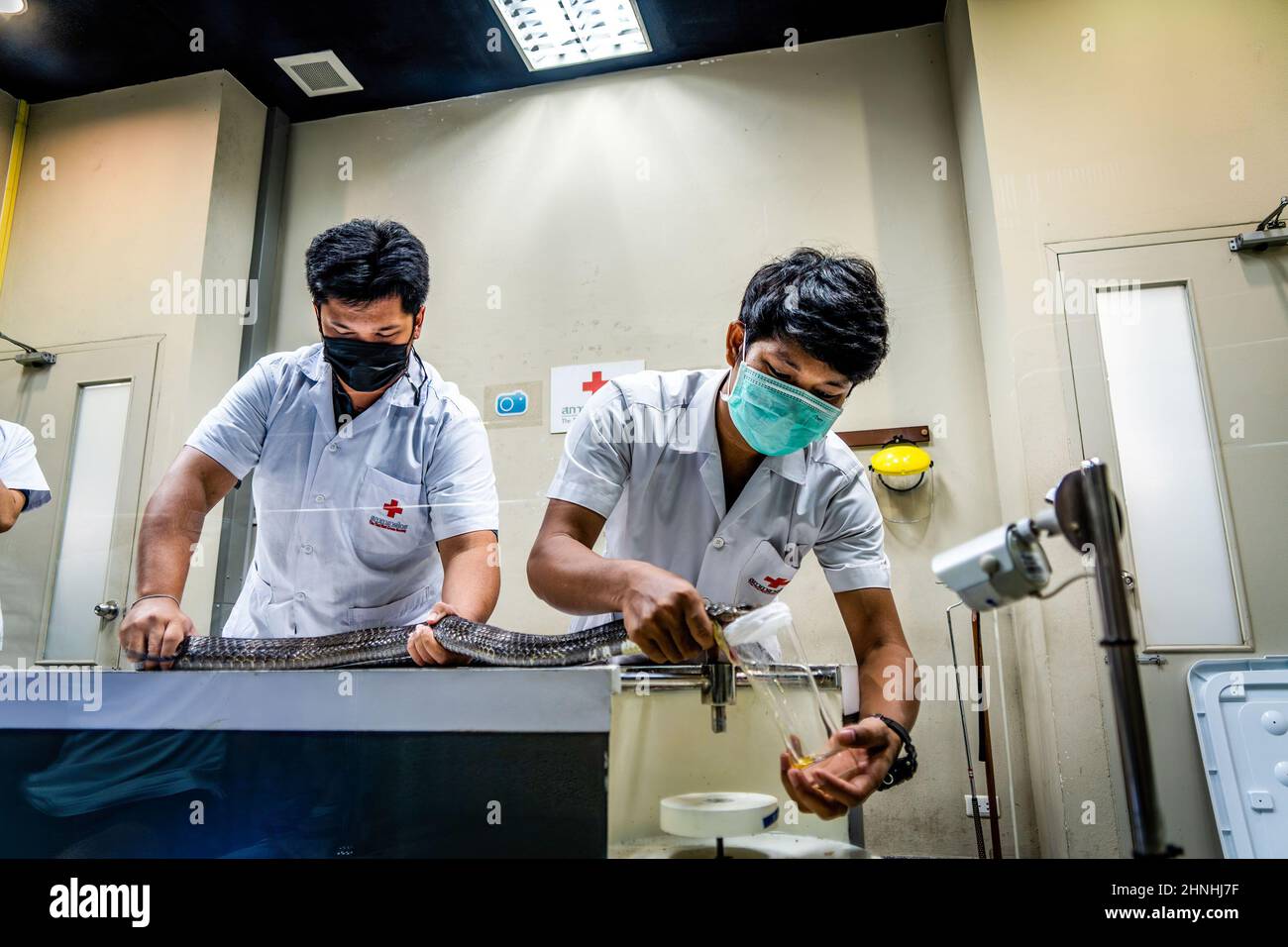 El personal de la Cruz Roja Tailandesa retiene una serpiente venenosa mientras extrae su veneno en el Queen Saovbha Memorial Institute en Bangkok. El veneno de serpiente se recolecta en el Queen Saovbha Memorial Institute, un centro de investigación asociado con la Sociedad de la Cruz Roja Tailandesa. Desde 1923, el establishmentóalso conocido como la serpiente de Bangkok Farmóhas crió serpientes venenosas para la extracción de veneno y la producción de antivenom para Tailandia y las regiones circundantes donde las serpientes venenosas son endémicas. El instituto también sirve como museo para informar al público en general sobre las serpientes en Tailandia. Foto de stock