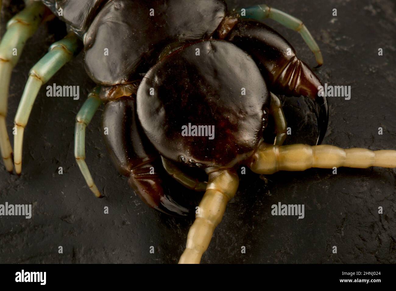 Jawel centipede malasio (Scolopendra sp.) Foto de stock