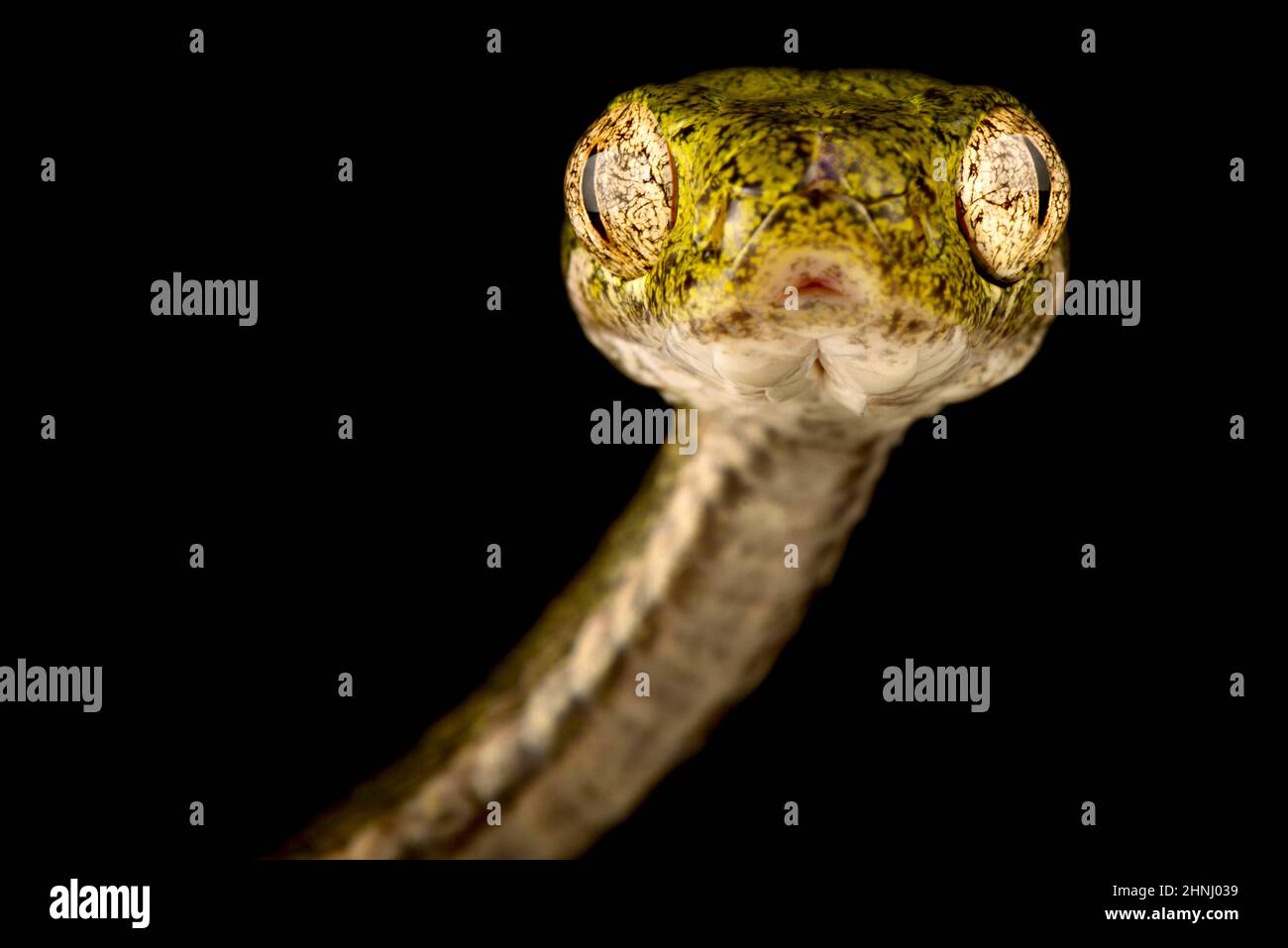 Serpiente gato bengkulu (Boiga bengkuluensis) Foto de stock