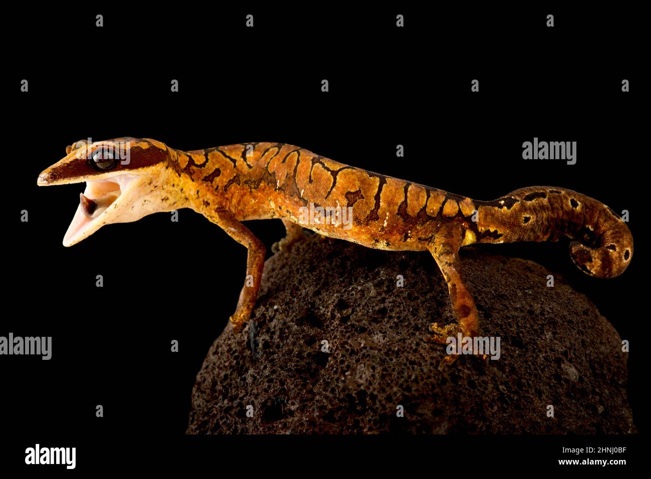 gato gecko (Aeluroscalabotes felinus) Foto de stock