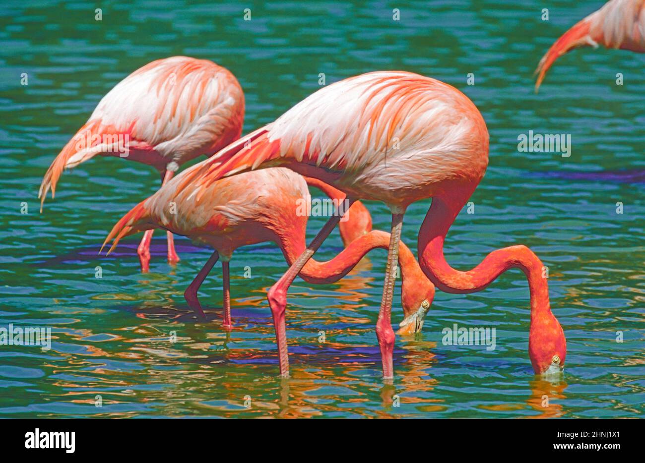 Rosía. O Flamingos Americanos, (Phoenicopterus ruber,) alimentando. Se encuentra en el Caribe y en las Islas Galápagos. Foto de stock