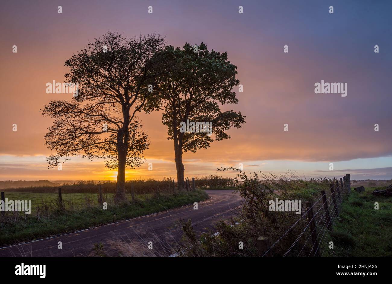 Dos árboles al amanecer en el entorno rural de Escocia central Foto de stock