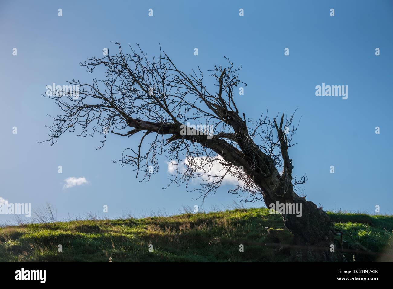 Árbol doblado por el viento cerca del pueblo de Fintry, Escocia Foto de stock