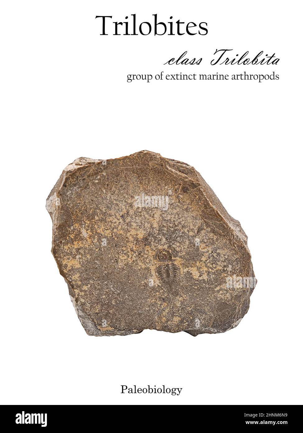 Pie de imprenta trilobita animal fosilizado en piedra aislada sobre blanco Foto de stock