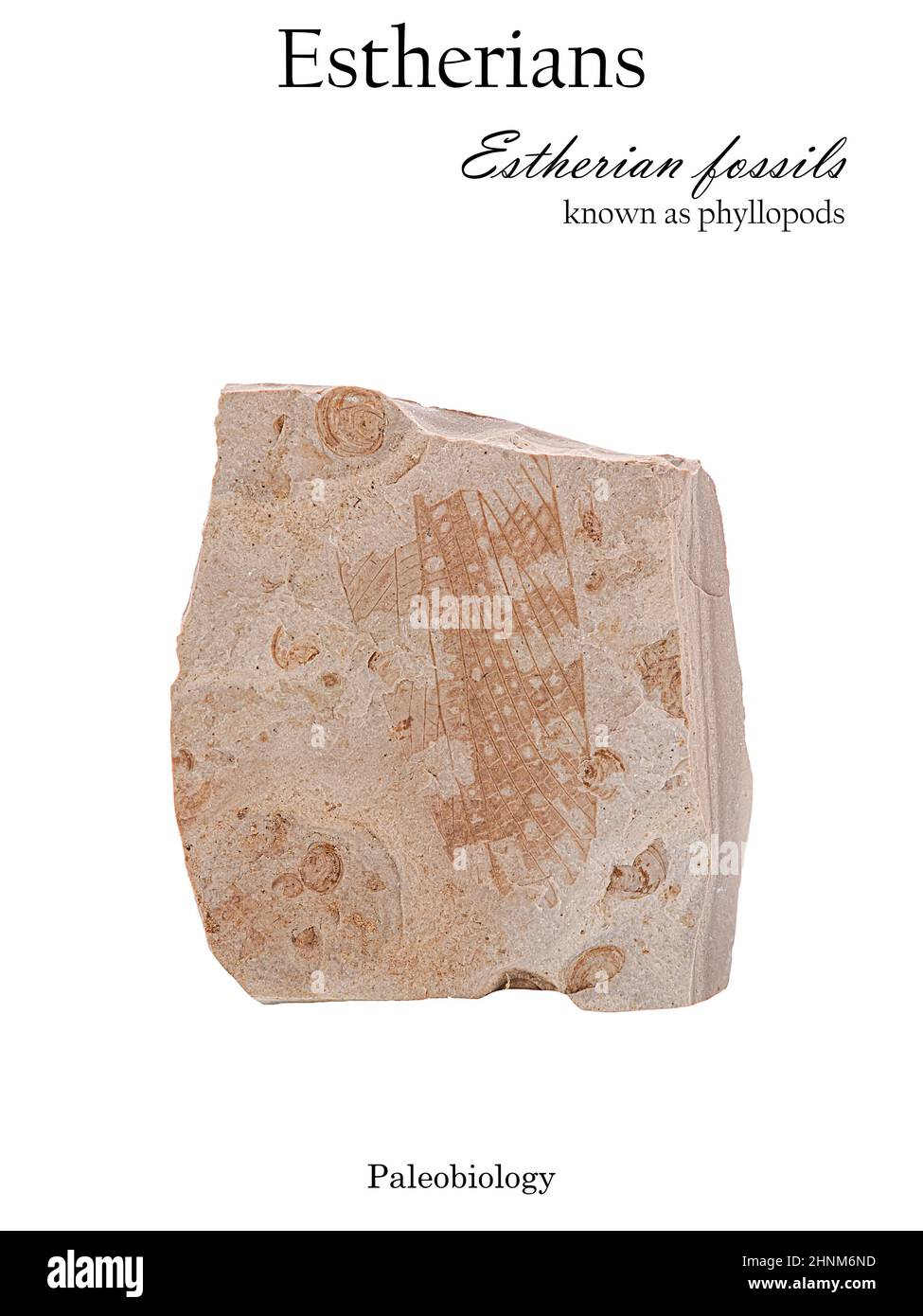 Impresión intercalada con conchas de moluscos fosilizados y ala de un antiguo insecto aislado Foto de stock