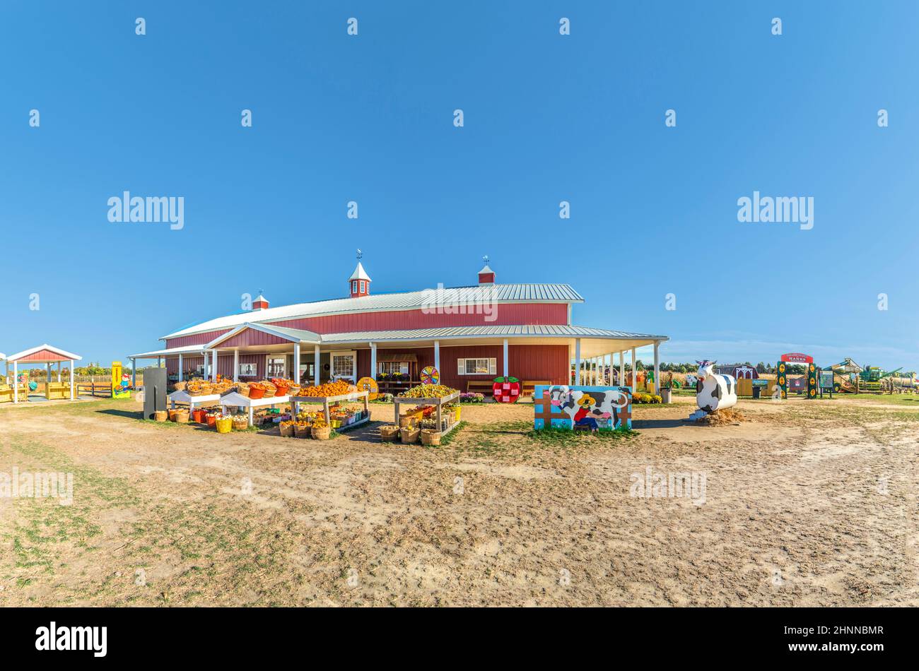 las calabazas grandes crecen en un campo Foto de stock