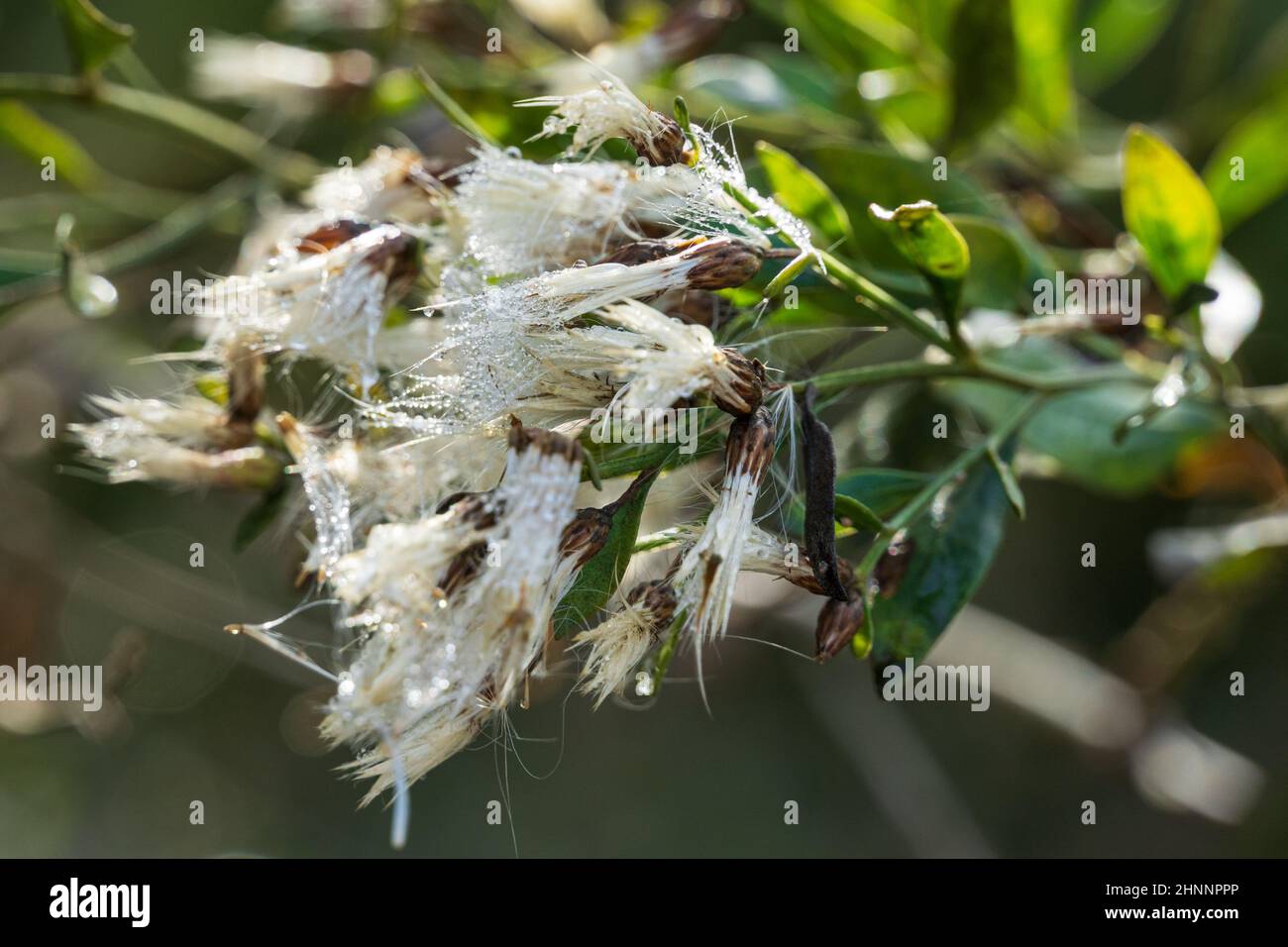 Primer plano del este de baccharis (Baccharis halimifolia) - Dunedin, Florida, Estados Unidos Foto de stock