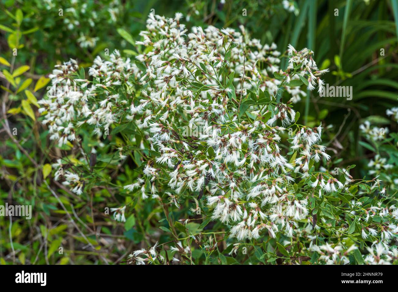 baccharis Oriental es conocido como mirto de mar (Baccharis halimifolia) - Dunedin, Florida, Estados Unidos Foto de stock