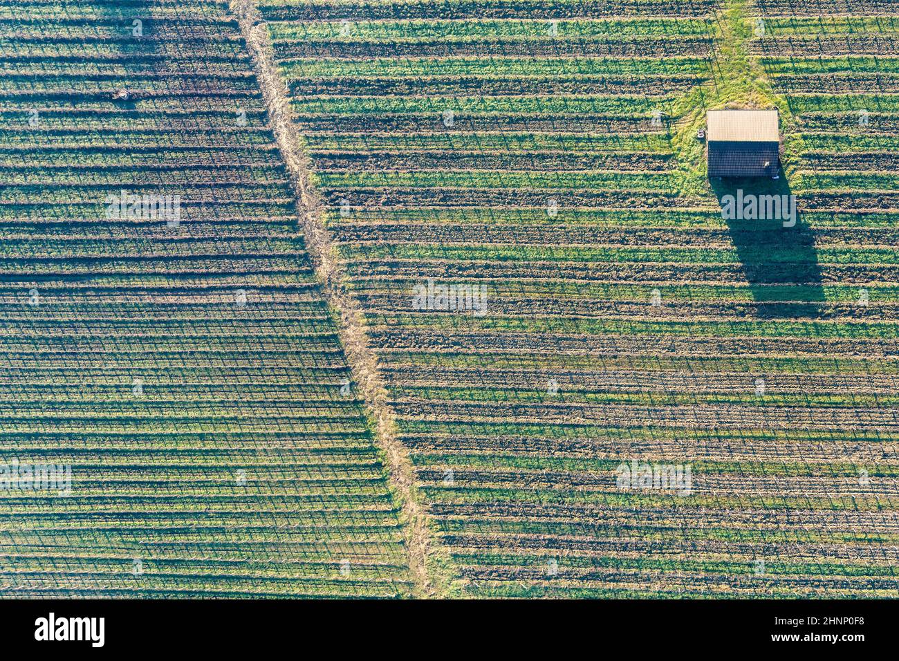 Viñedo en el sur de Piamonte, Italia Foto de stock