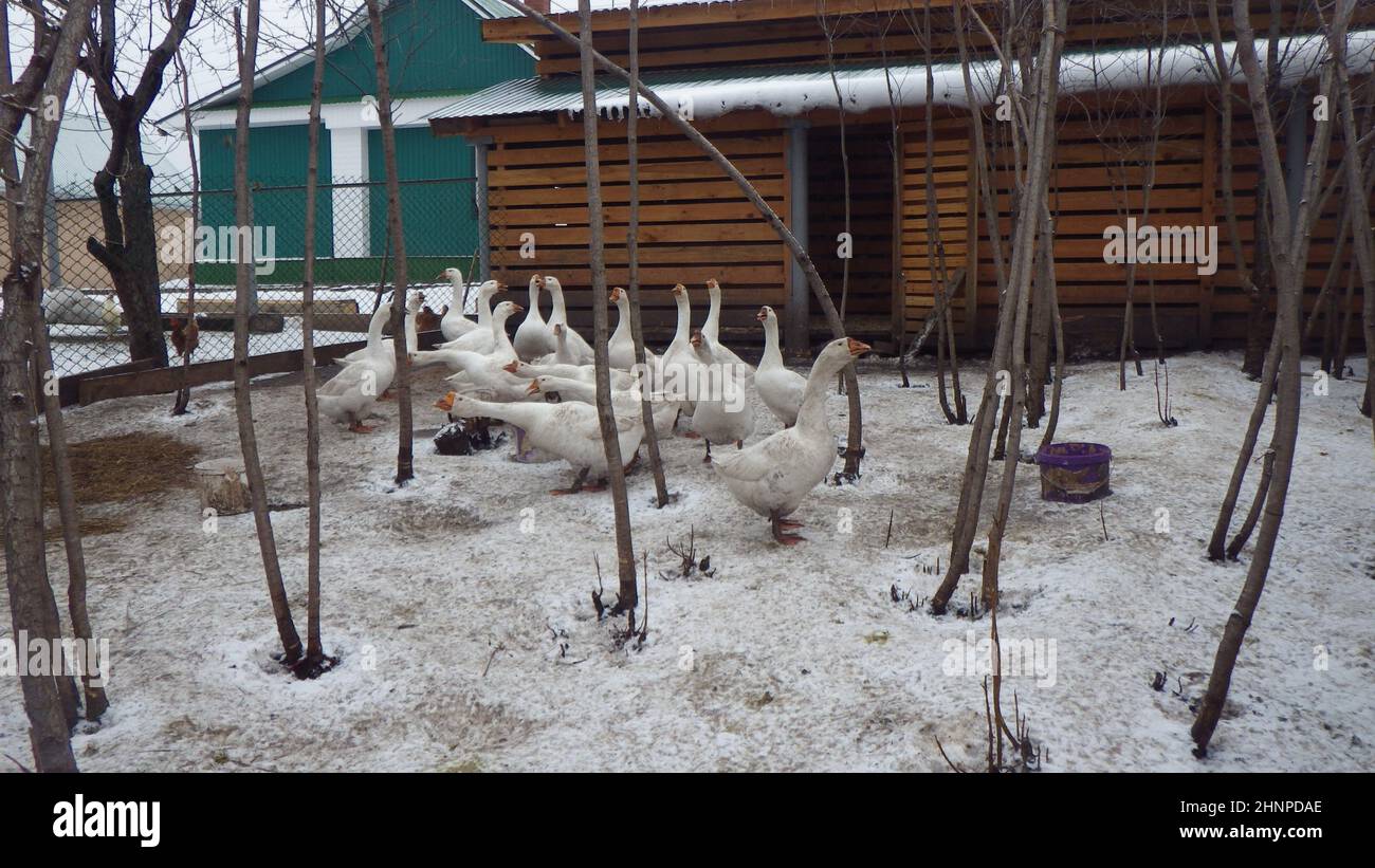 gansos en la cría agrícola en invierno Foto de stock